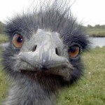 #Racism: Time to cease emulating the ostrich