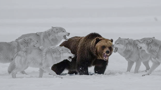 Wolves threatening a bear, akin to mobbing.