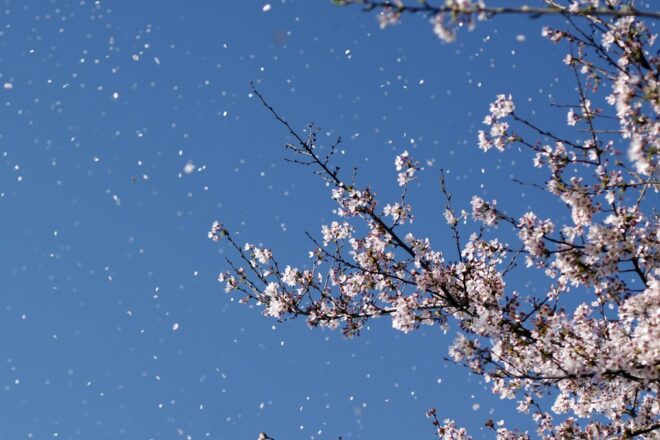 Wind blowing cherry blossom. Image by Thanny Young.