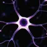 Tertiary Education versus Social Media Superficiality and Cognitive Biases