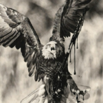 The Collapse of American Liberal Democracy