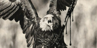 The Collapse of American Liberal Democracy