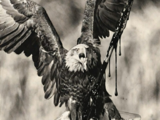 The Collapse of American Liberal Democracy