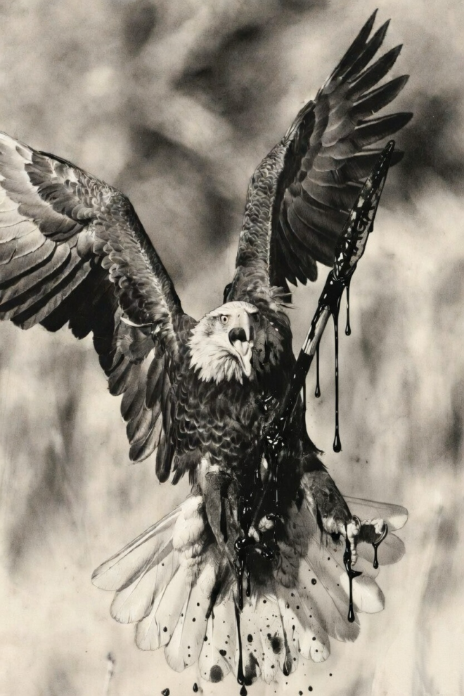 American bald eagle in flights, struck by an arrow and bleeding.