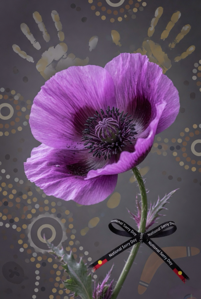 Australian native hibiscus, adopted by the National Stolen Generations Alliance.