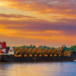 Indonesia, West Papua and the World’s Largest Deforestation Project