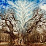 Major Oak