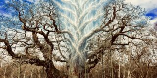 Major Oak