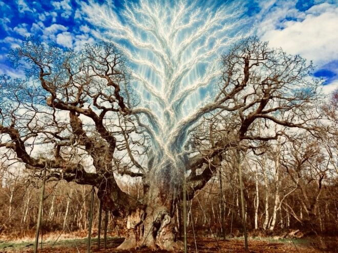 Major Oak, freed.