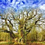 Autopsy of the Major Oak: How Care Becomes Harm at Scale