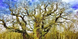 Autopsy of the Major Oak: How Care Becomes Harm at Scale