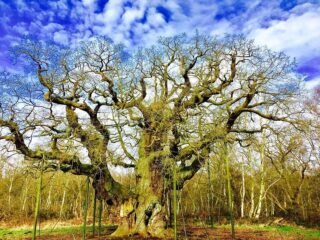 Autopsy of the Major Oak: How Care Becomes Harm at Scale